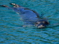 Ο Guardian: Η ελληνική τραγωδία με τις σ...