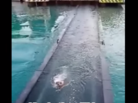 Ισθμός: Η γέφυρα βυθίζεται.. σκύλος κατα...