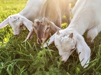 Πανώλη σε αιγοπρόβατα: Μπορεί να μεταδοθ...
