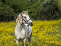 Θεσσαλονίκη: Στο νοσοκομείο 9χρονος που ...