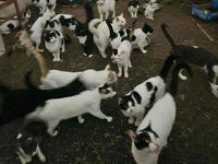 Πάτρα: Σε αναζήτηση σπιτιού 22 γάτες που...