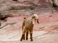 Μάθε τι σημαίνει η φράση «είναι κατσικοπ...