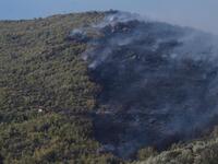 Λέκκας: Το 70% των δασών της Αττικής έχε...