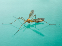 Το κουνούπι τίγρης έχει εισβάλει στην Ευ...