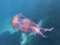 Οι μωβ μέδουσες έκαναν «απόβαση» στην Εύβοια