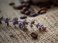 Τα θαυματουργά φύλλα που καταπολεμούν φο...