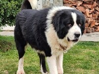 Λαμία: Πέθανε το αφεντικό του και ο σκύλ...