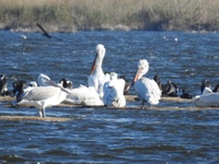 42 είδη υδρόβιων πουλιών στο Εθνικό Πάρκ...