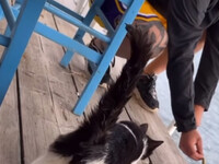 Κακοποίηση ζώων: Τα πρωτεία της Πάτρας- ...