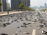 Αυστραλία: «Έβρεξε» ψάρια σε κωμόπολη πο...