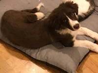 Γλυκά Νερά: Το σκυλάκι που σκότωσε μαζί ...