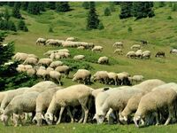 Σαρωτικοί έλεγχοι για την ευλογιά των αι...