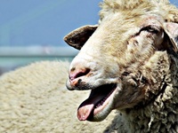 Μειώθηκε η παραγωγή πρόβειου κρέατος στην Ελλάδα