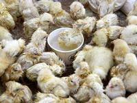 Πάτρα: Κι όμως, τα νεογέννητα κοτοπουλάκ...