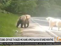Μέτσοβο: Σκύλος τα βάζει με καφέ αρκούδα...