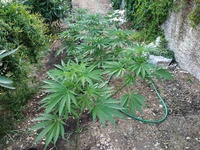 Πύργος: Bρήκαν "ορφανή" χασισο...