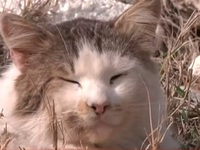 Πάτρα-«Ήθελα να τη φάω»: Στο εδώλιο 23χρ...