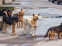 Πάτρα: Αδέσποτα επιτέθηκαν και πάλι σε φ...