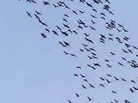 Ο χορός των Φλαμίνγκο πάνω από την Πάτρα...