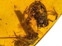 Ανακαλύφθηκαν τα αρχαιότερα βατραχάκια ε...