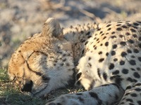 Οι πιο περίεργες συνήθειες των ζώων σχετ...