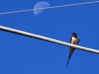 «Θα μπορούσα να πετάξω τόσο ψηλά;" ...