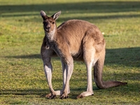 Καναδάς: Καγκουρό γρονθοκόπησε στο πρόσω...