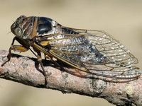 Έλληνες επιστήμονες αντιγράφουν… τα τζιτ...