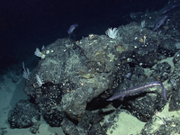 Η NASA χαρτογράφησε τον βυθό της Γης από...