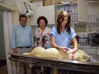 Κώστας Πελετίδης: Το δημοτικό κτηνιατρεί...