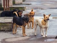 Πάτρα: Διαγωνισμός για την προμήθεια ζωο...