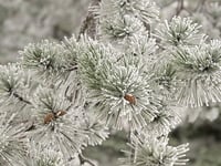 Καιρός- Τσατραφύλλιας: Κλείδωσε τετραήμε...