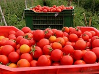 Οι επιστήμονες χαρτογράφησαν το DNA της....