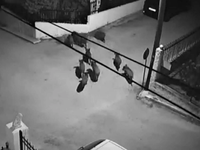 Κορινθία: Αγριογούρουνα έκλεισαν έναν ολ...