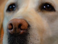 Ο Sugar είναι ο πρώτος σκύλος ειδοποίηση...