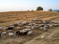 Κρούσμα ευλογιάς στην περιοχή της Ναυπάκτου