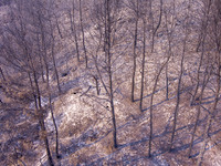 Φωτιά στην Αλεξανδρούπολη: Η καμένη γη α...