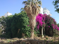 Η μπουκαμβίλια "έπνιξε" το παλ...