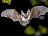 Βρέθηκαν νυχτερίδες με κορωνοϊούς γενετι...