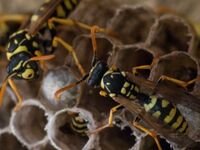 Κόρινθος – «Έβγαζαν σφήκες ακόμα και από...