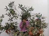 Πάτρα: «Η Αθηνά, η ελιά και το λάδι», Εκ...