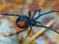 Αίσιο τέλος στην περιπέτεια του κοριτσιο...