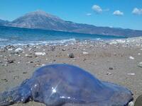 Δεν φεύγουν με ... τίποτα - Τσούχτρες......