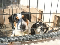 Ο Κώστας Πελετίδης επισκέφθηκε το Καταφύ...