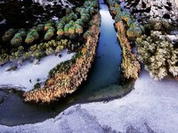 Το χιονισμένο Φοινικόδασος της Πρέβελης ...