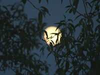 Έχει πανσέληνο απόψε- Οι εκδηλώσεις και ...