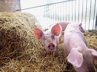 Αφρικανική πανώλη των χοίρων: Πενταπλάσι...