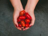 Γιατί πρέπει κάθε μέρα να τρώμε ντομάτες...