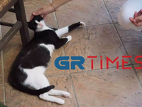 Αιδηψός: Έγινε μητέρα η γατούλα που κλώτ...