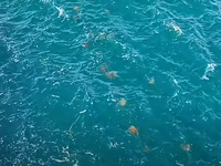 «Στρατός» από μέδουσες στην Χαλκίδα- ΒΙΝΤΕΟ 